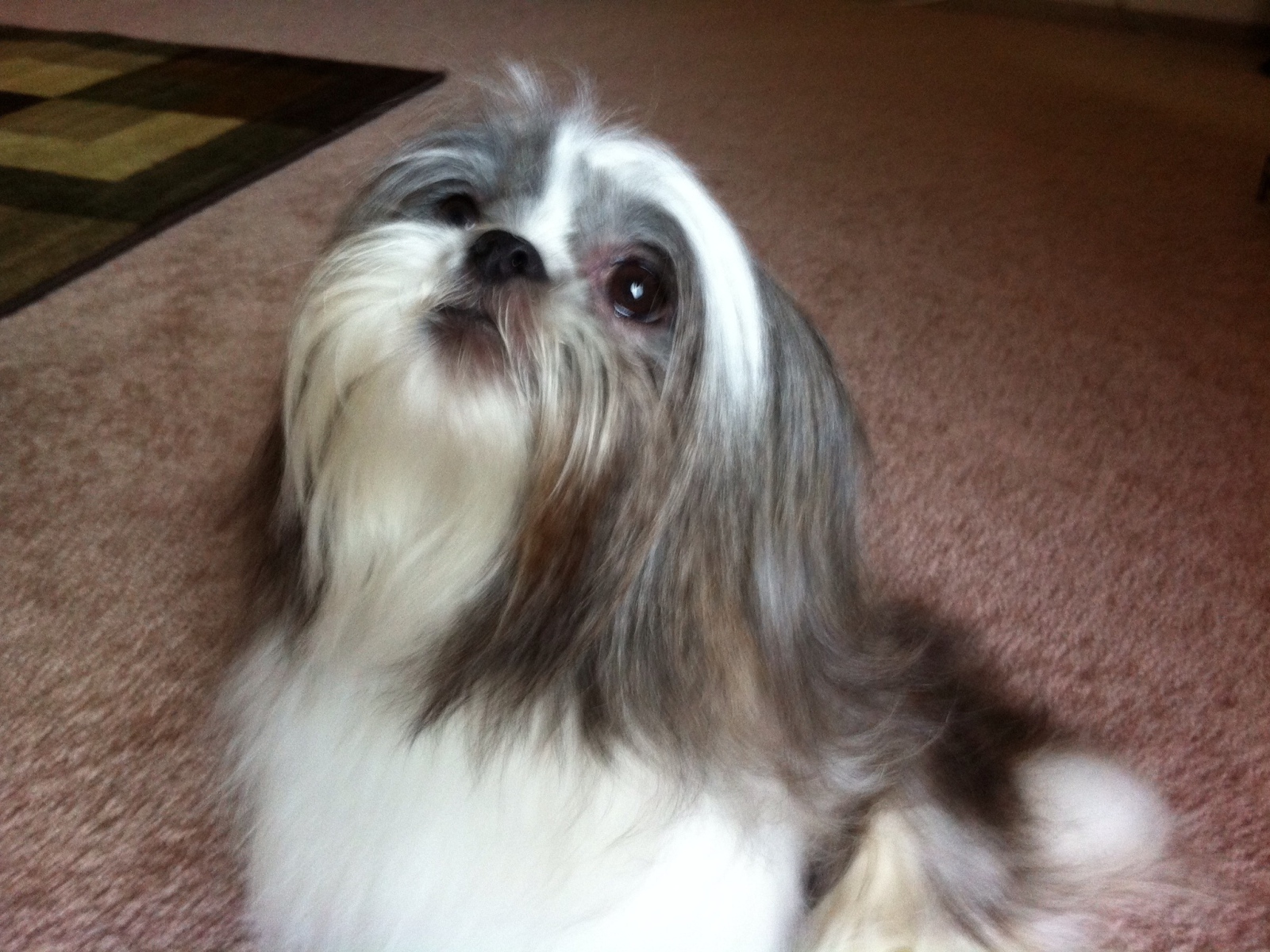 Шитцу смотрит вверх