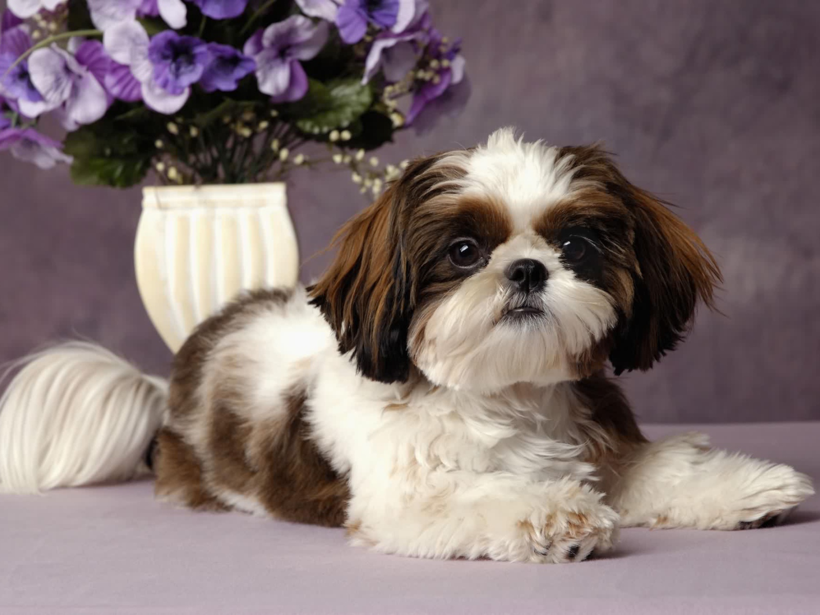 Шитцу с букетом