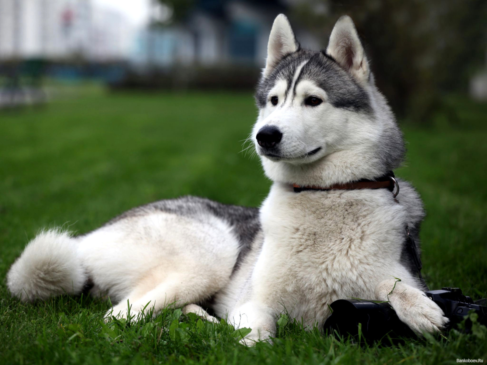 Сибирская лайка позирует