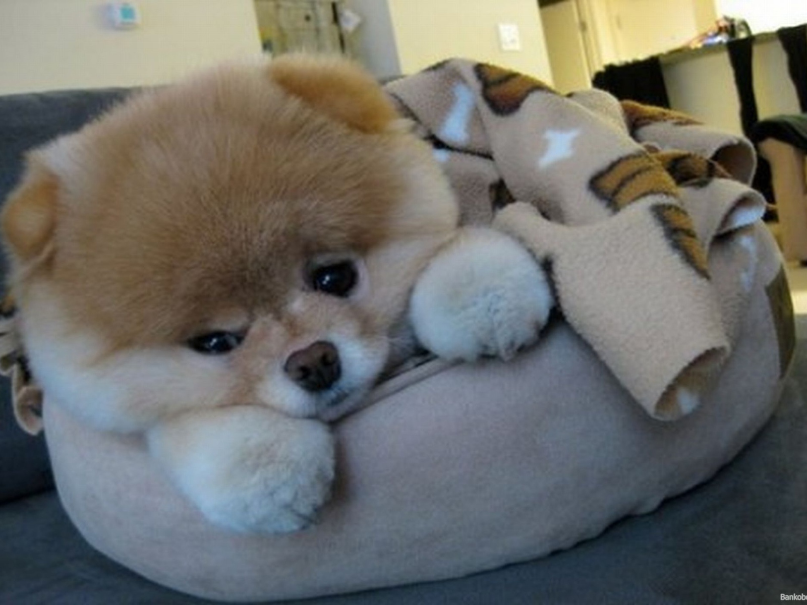 Маленький шпиц отдыхает