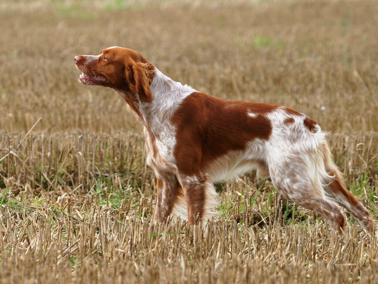 Собака спаниель на охоте