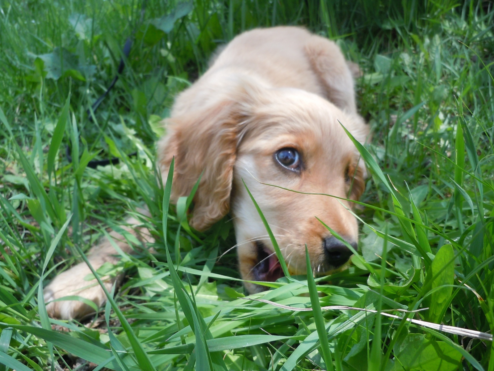 Собака спаниель играет