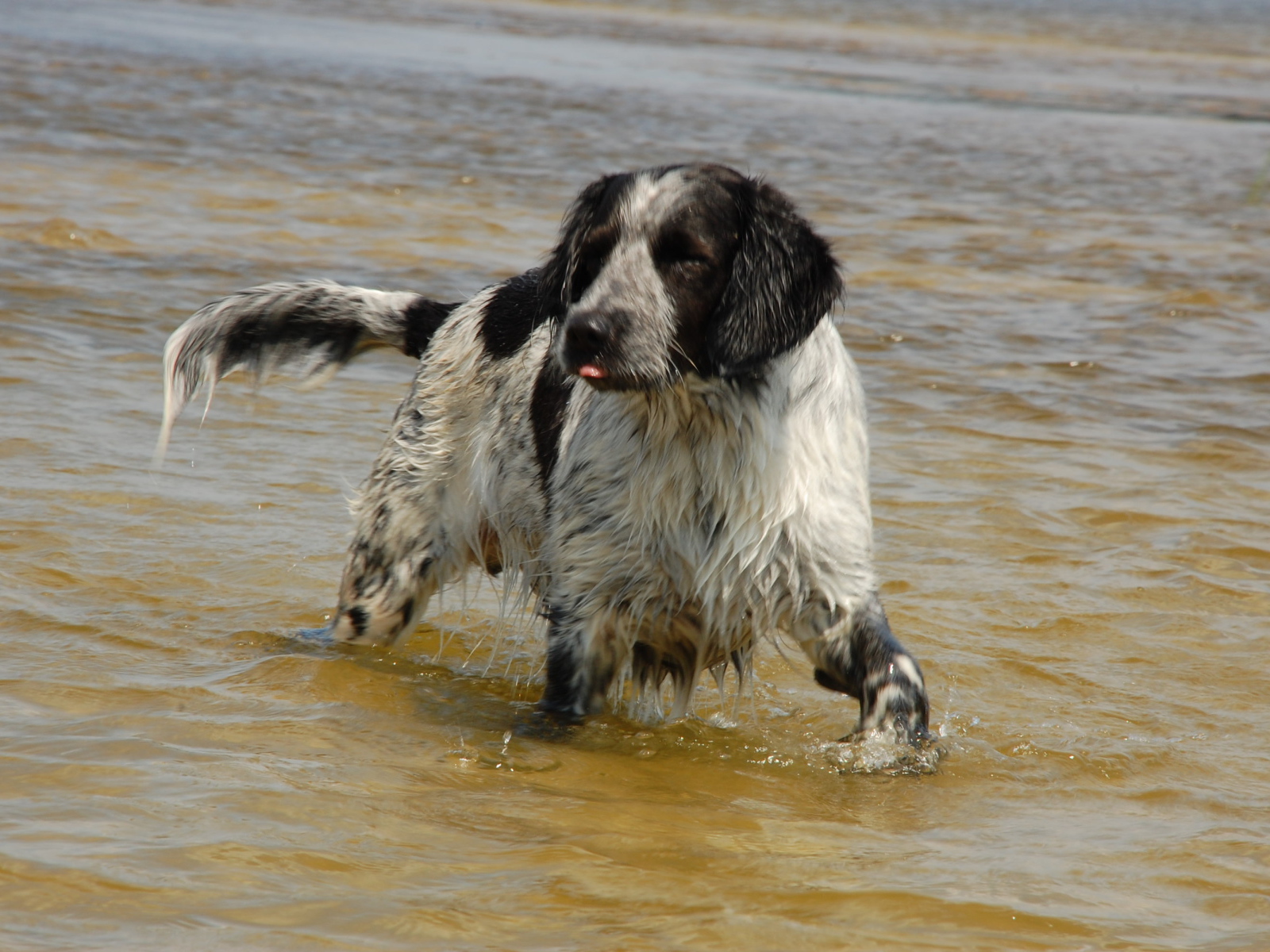 Спаниель играет в воде