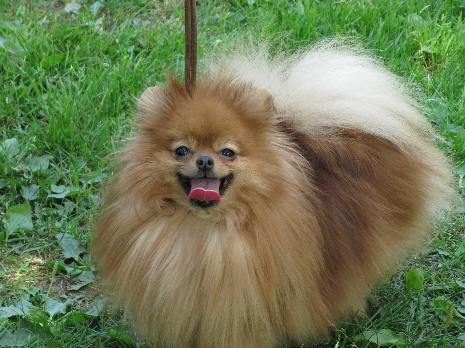 Шпиц на лугу улыбается