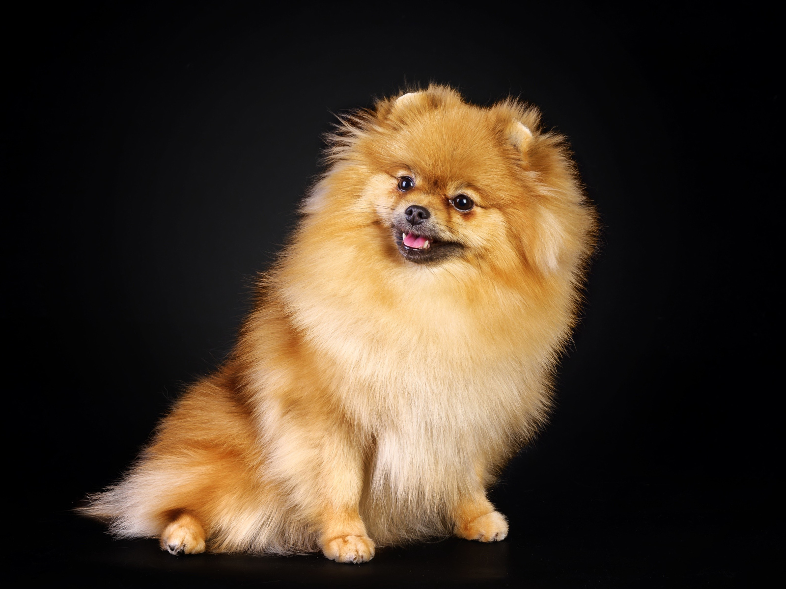 Шпиц на черном фоне