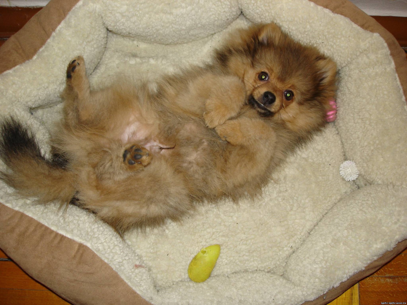 Шпиц отдыхает в кроватке