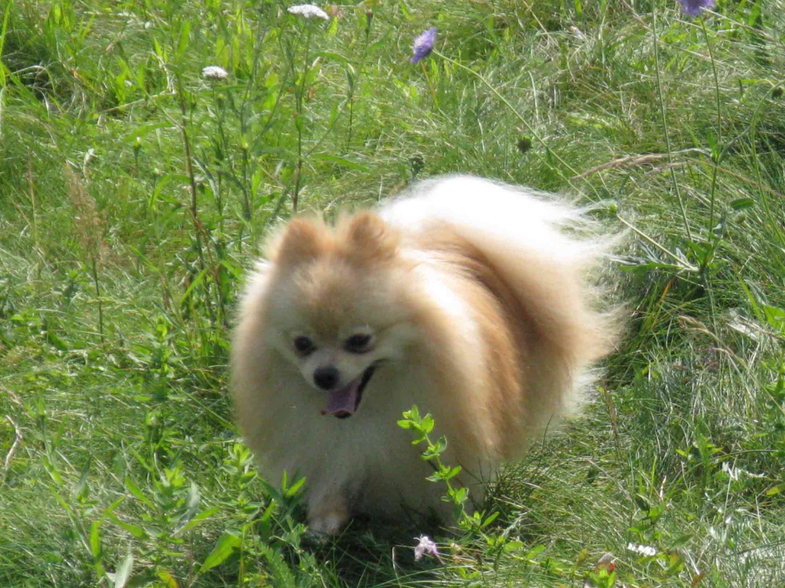 Шпиц бежит по лугу