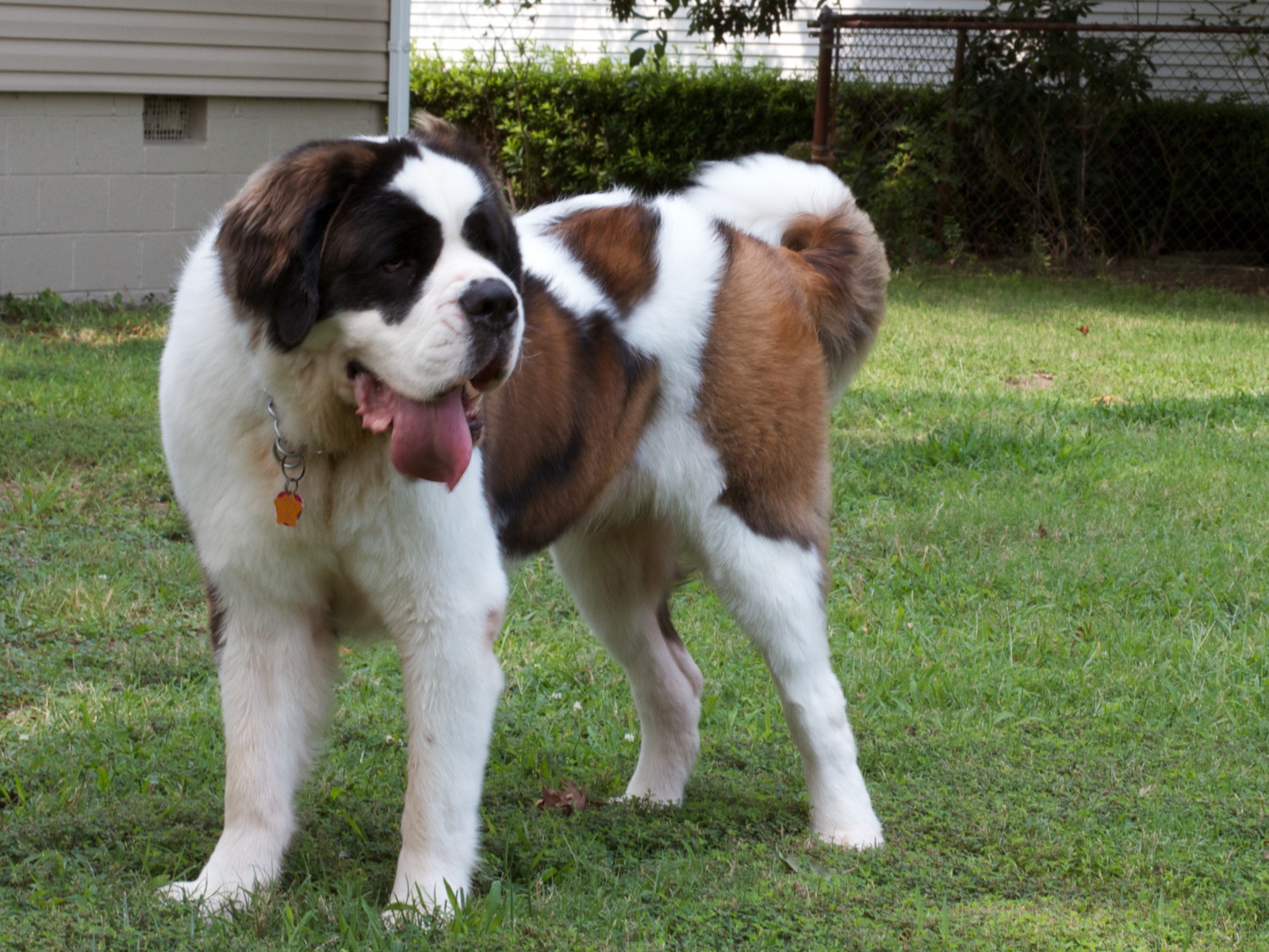 Сенбернар во дворе