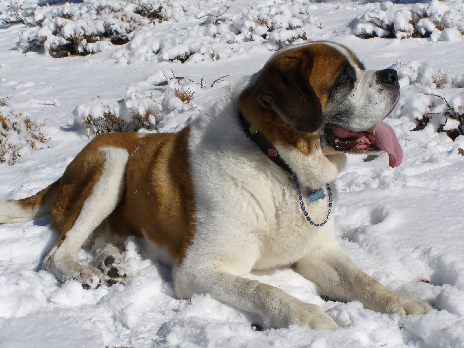 Сенбернар лежит в снегу