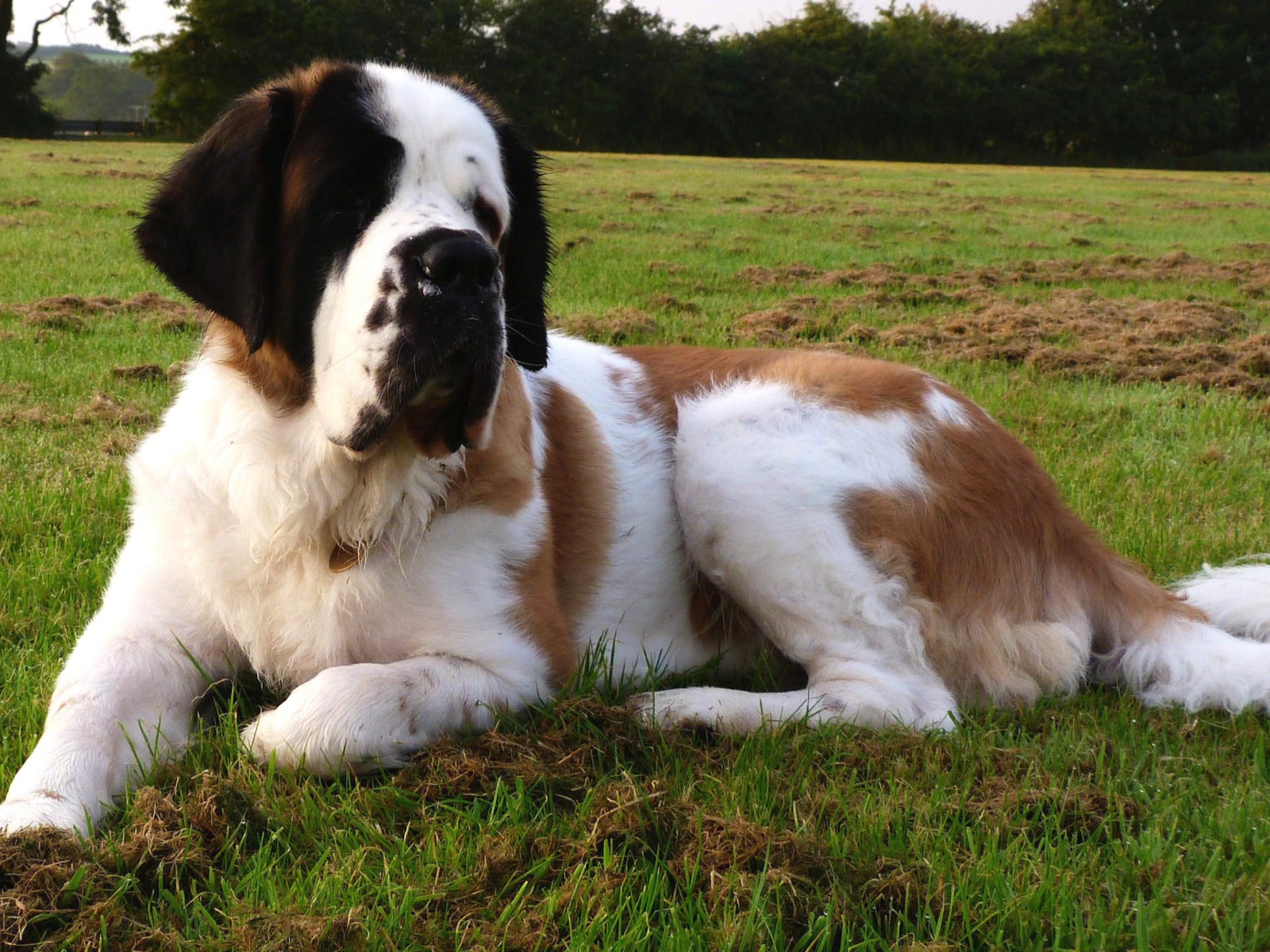 Сенбернар отдыхает на газоне