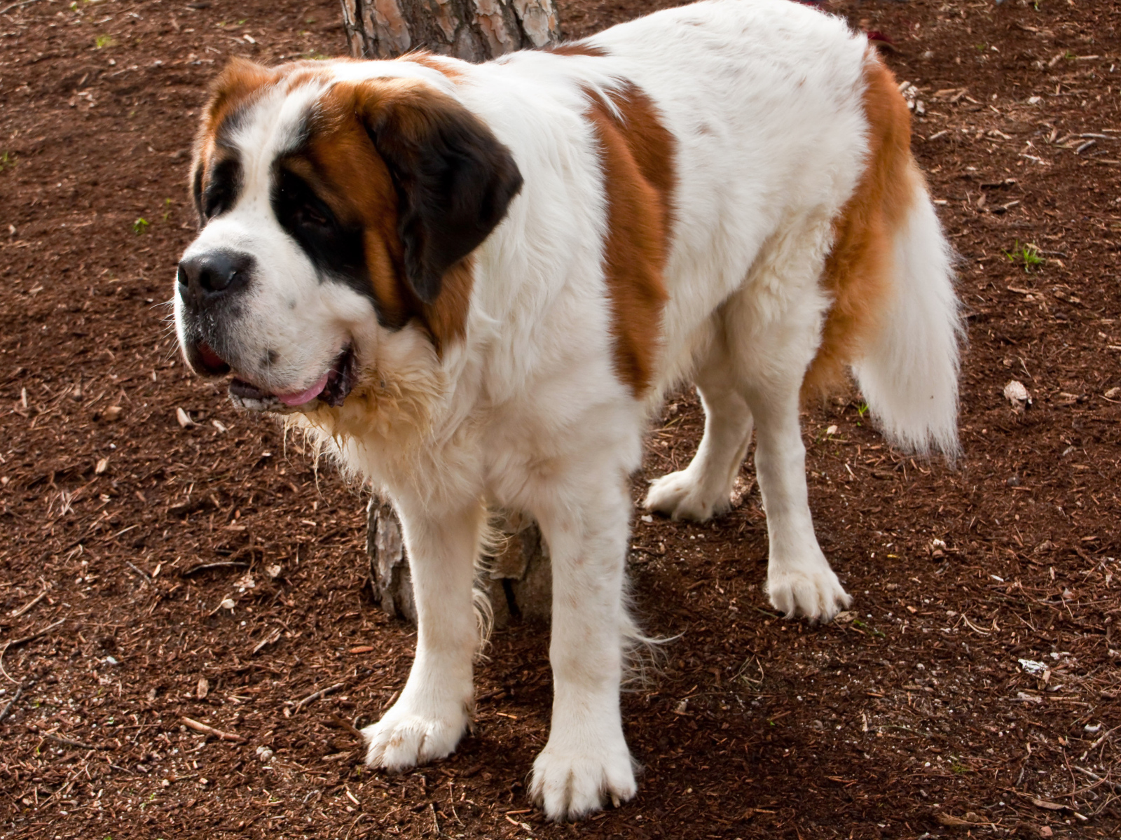 Сенбернар на земле