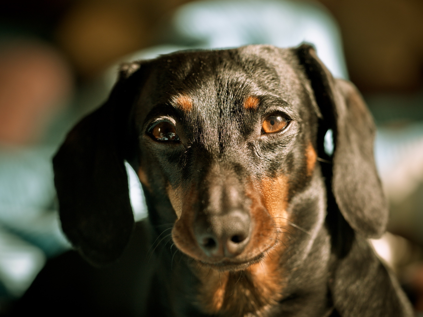 Строгий взгляд таксы