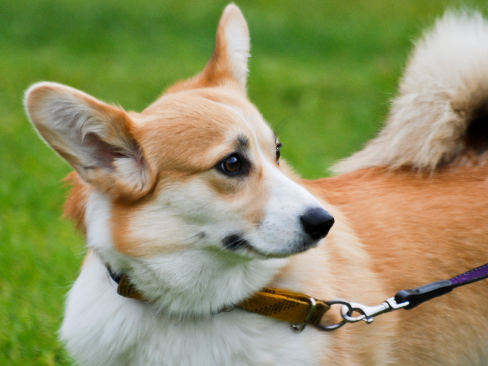 Удивленный вельш-корги на поводке