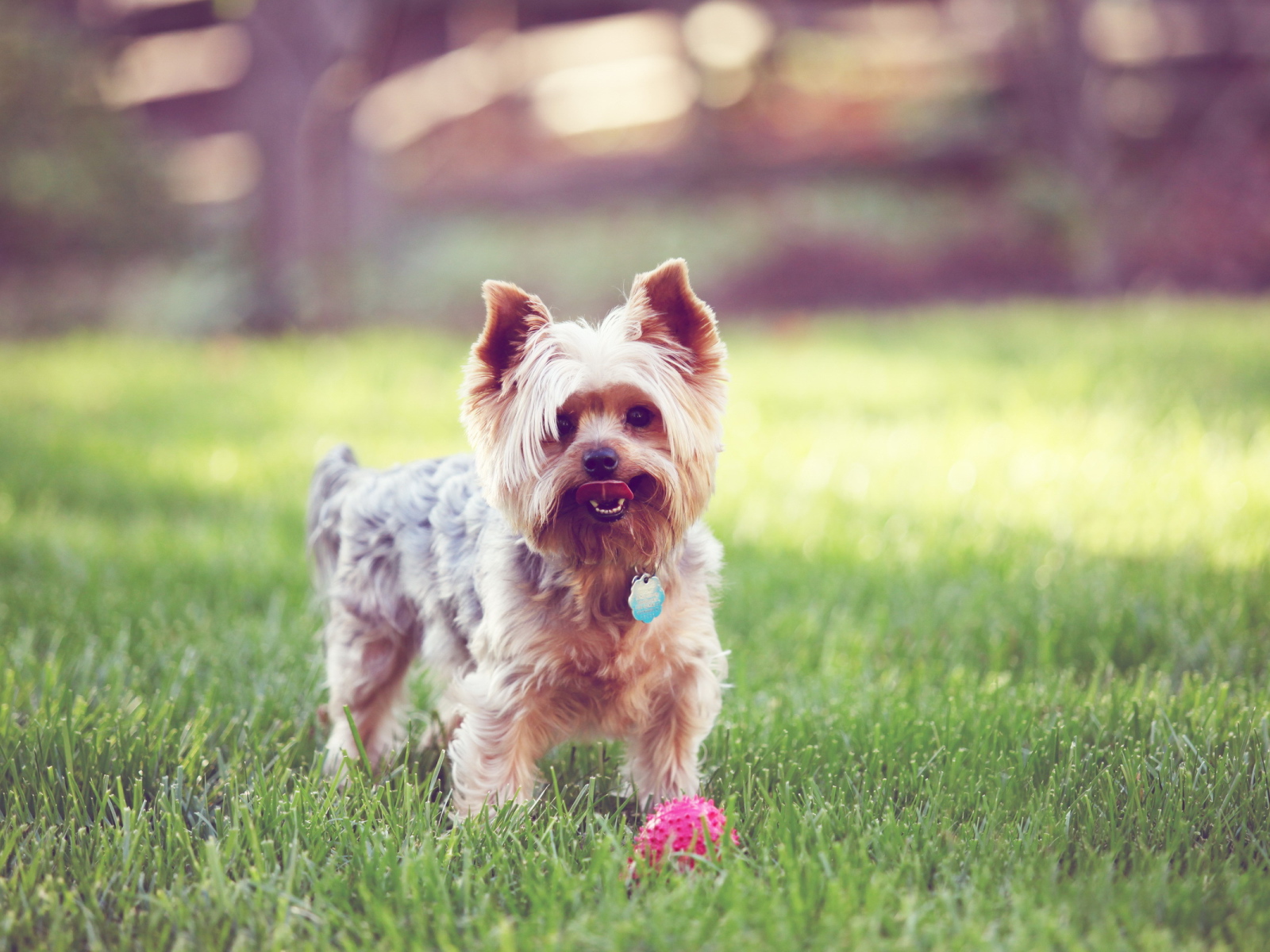 Терьер с мячиком на траве