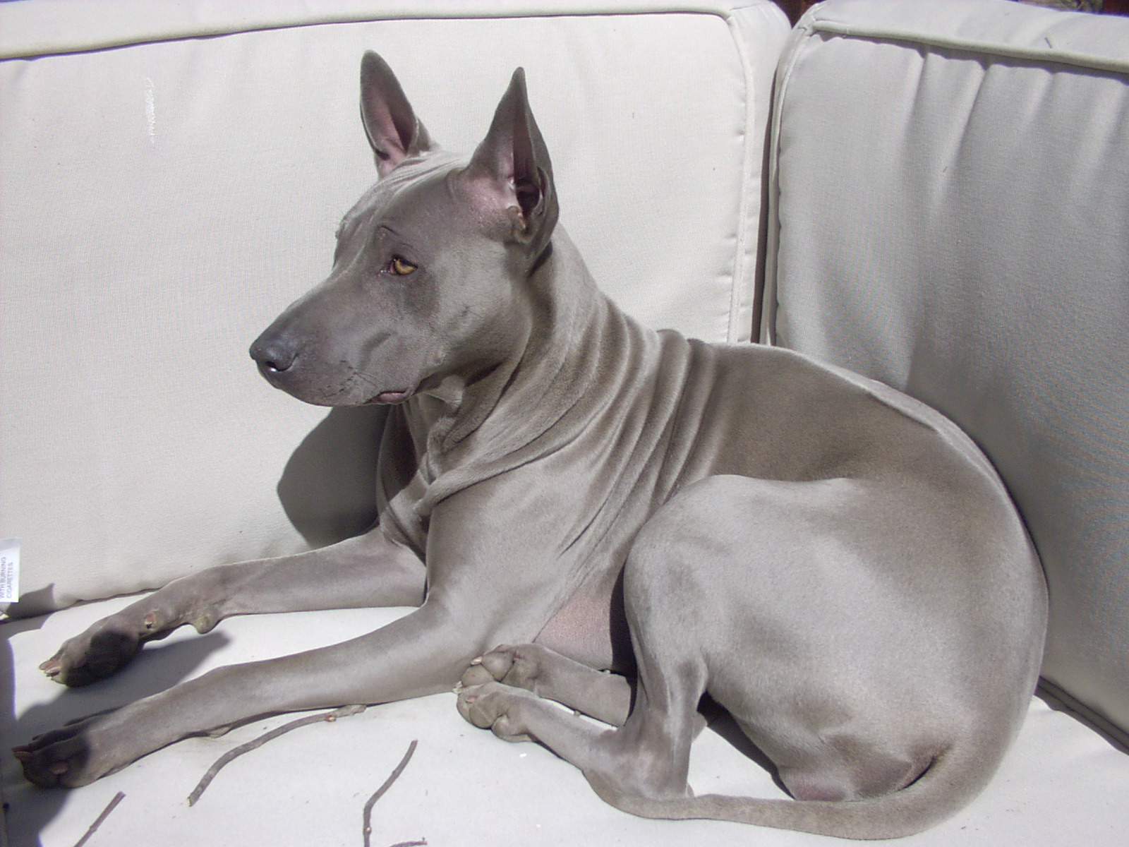 Тайский риджбек на диване