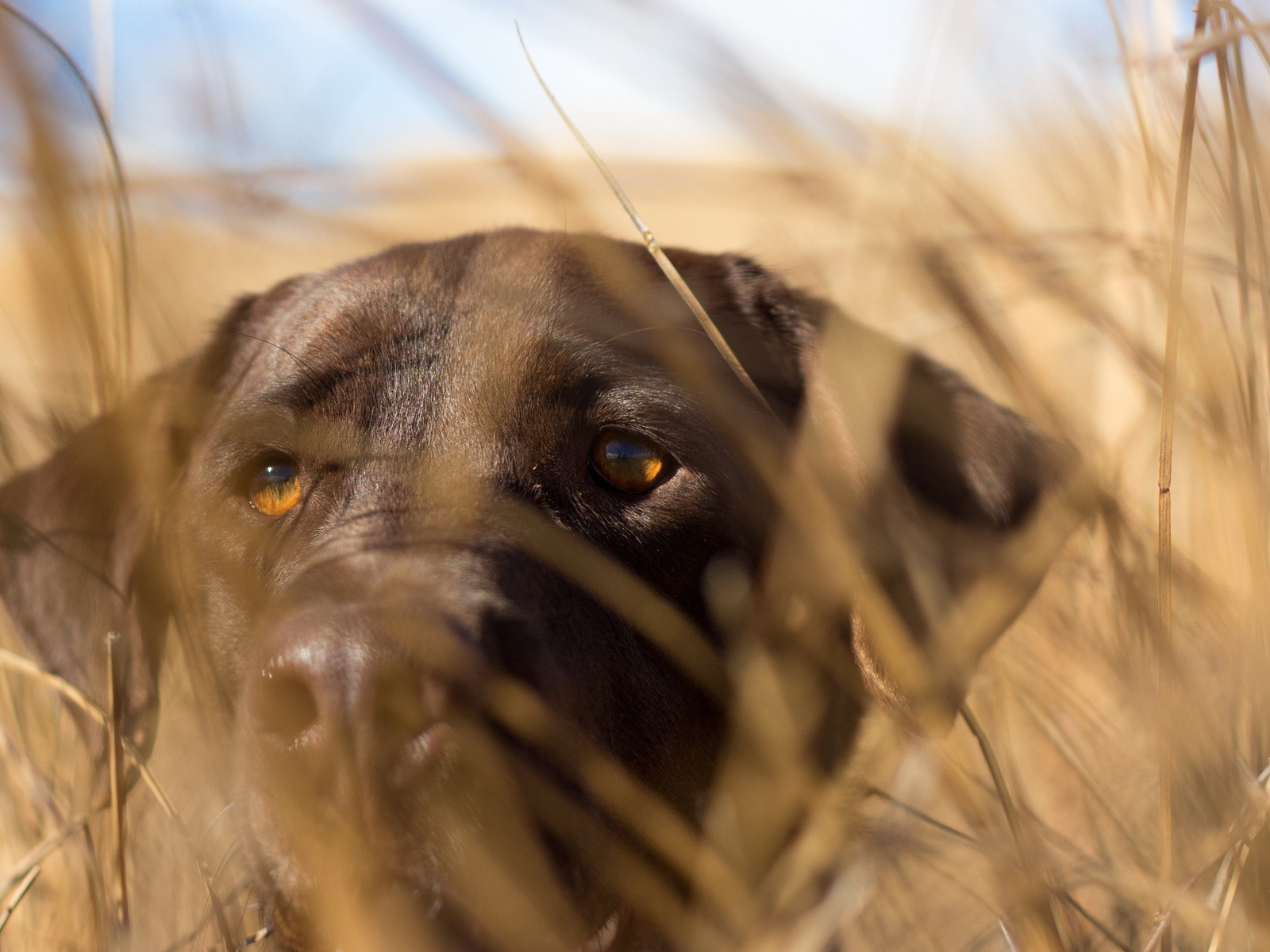 Собака спряталась в траве