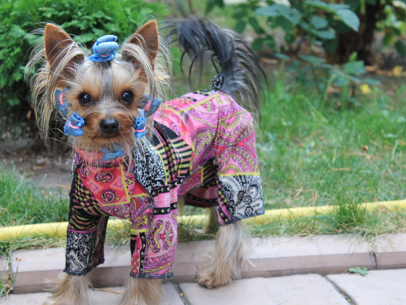 Собака в стильной одежде