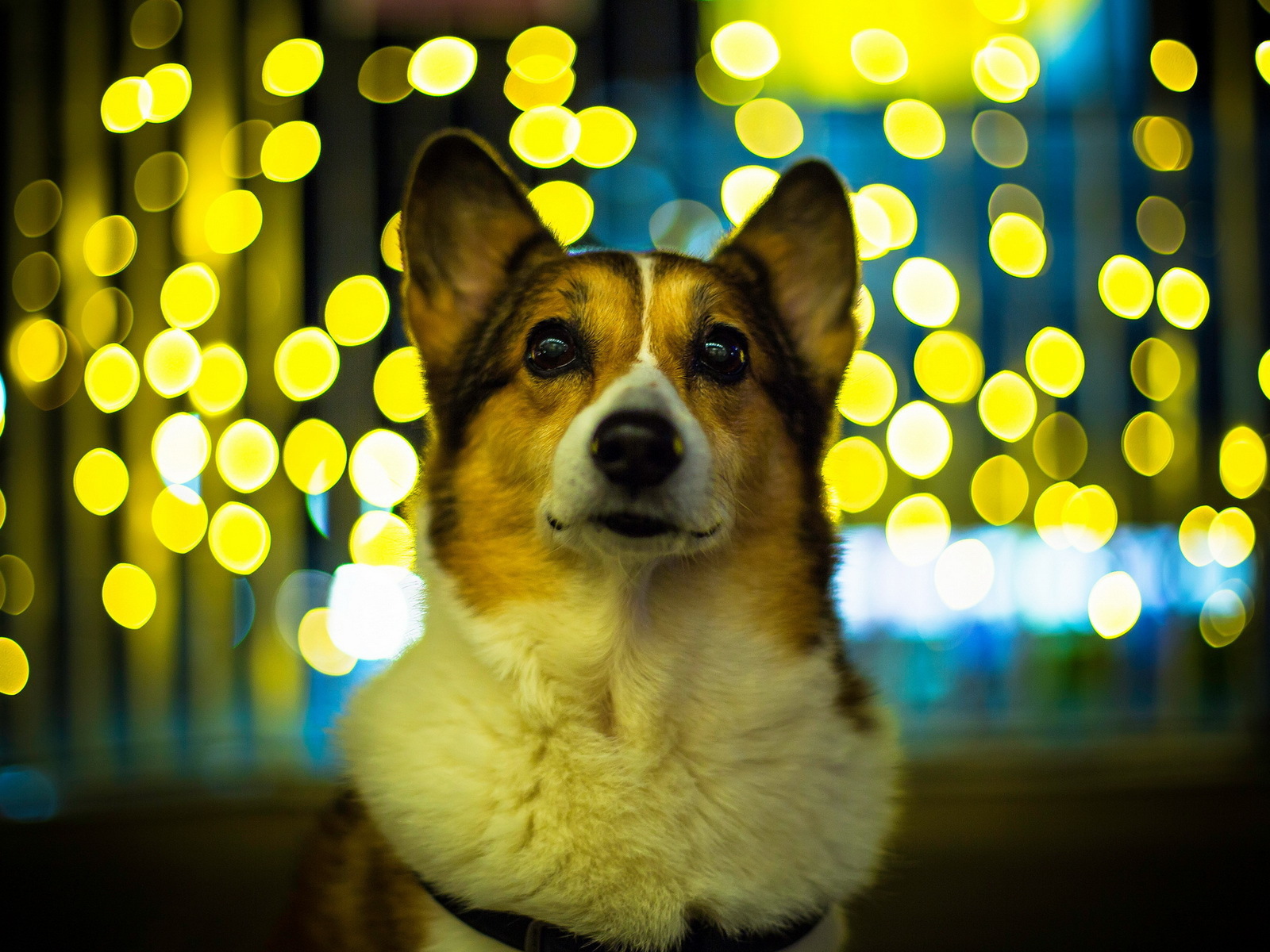 Собака на фоне огней