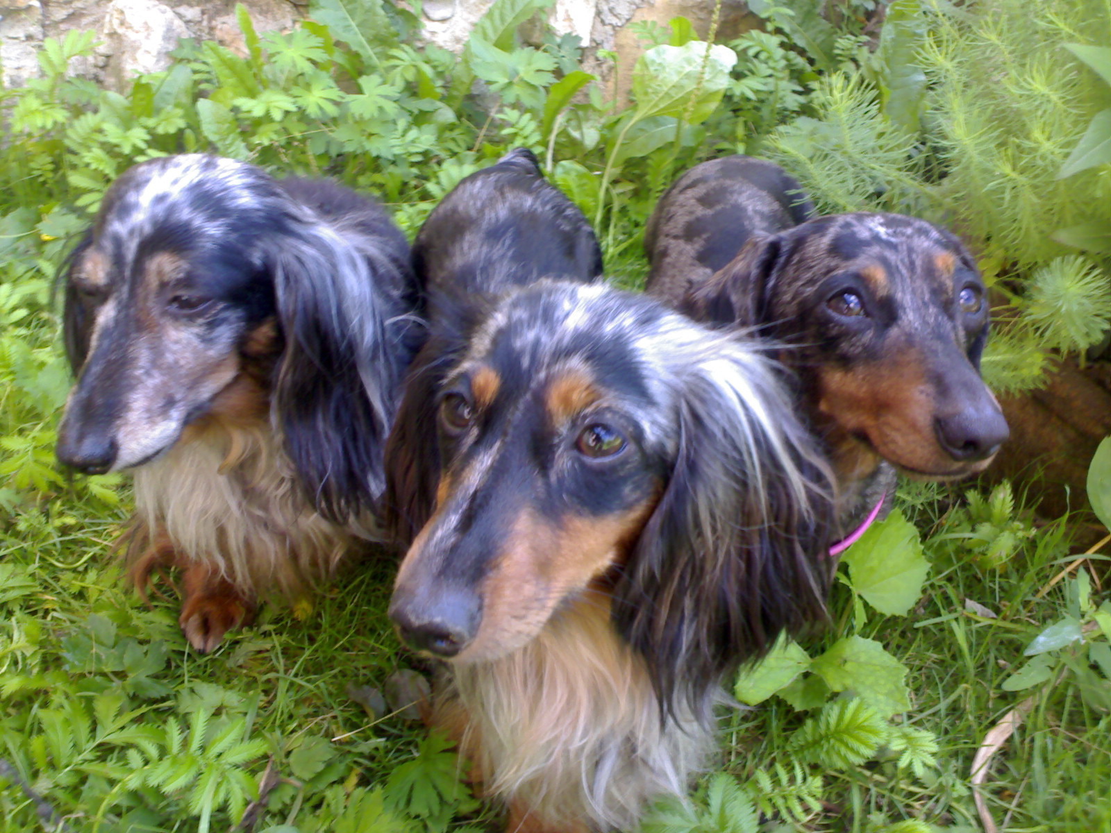 Трио такс в зарослях