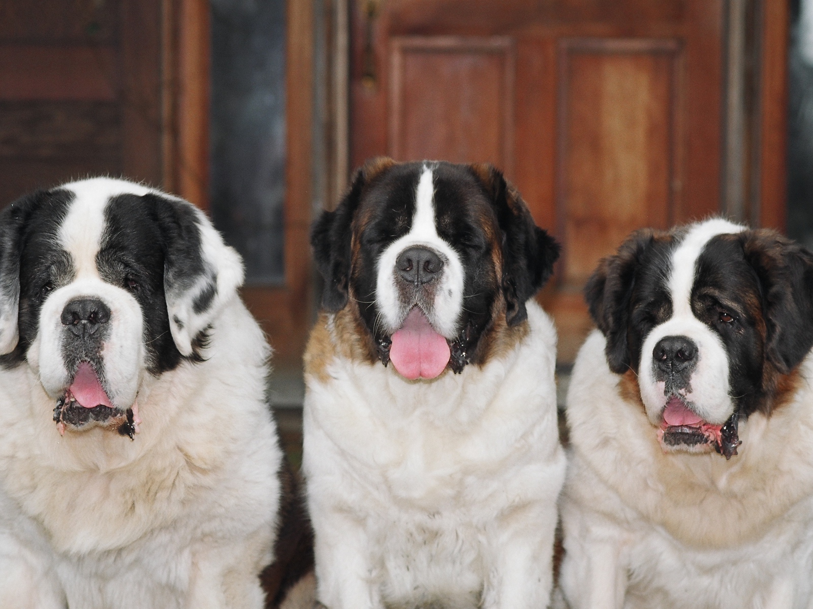 Три больших сенбернара