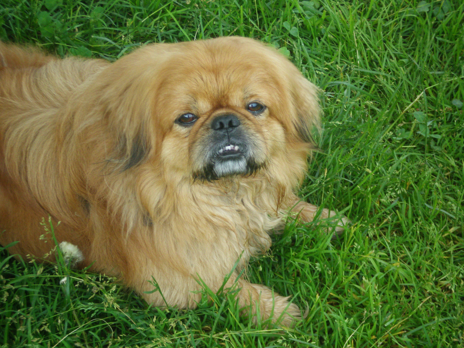 Зубастый пекинес на траве