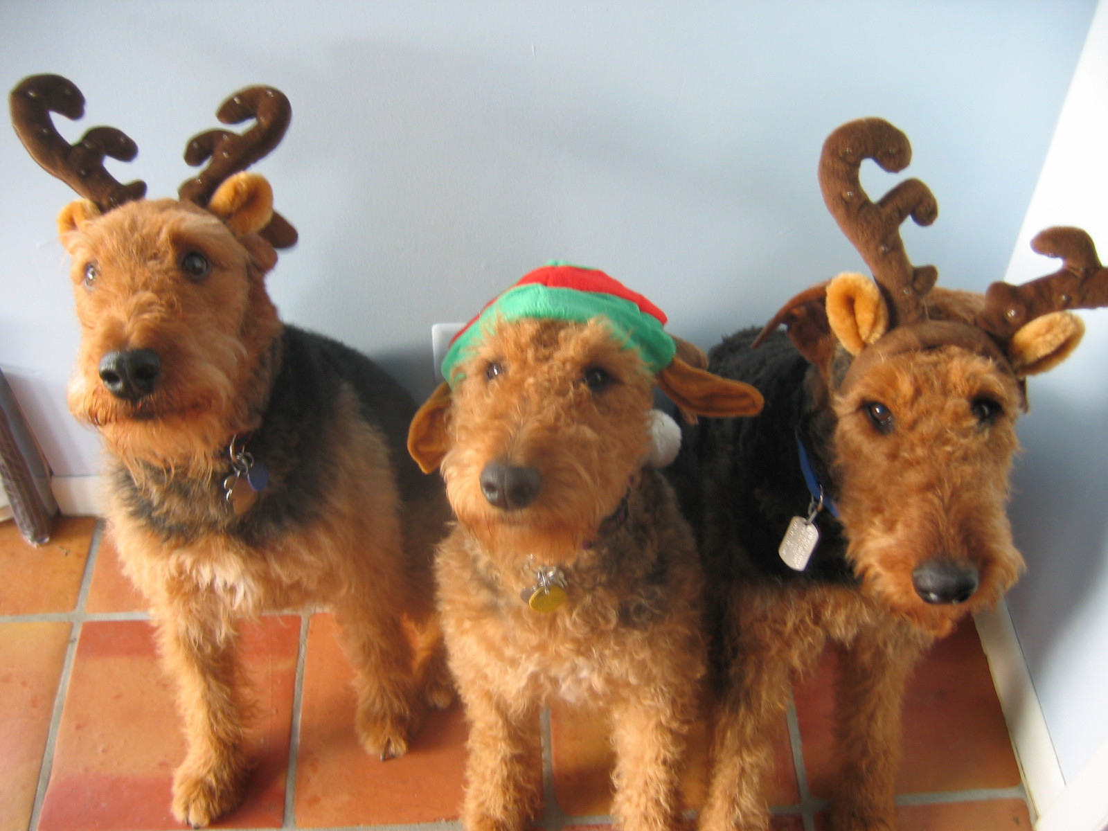 Тройка рождественских эрдельтерьеров