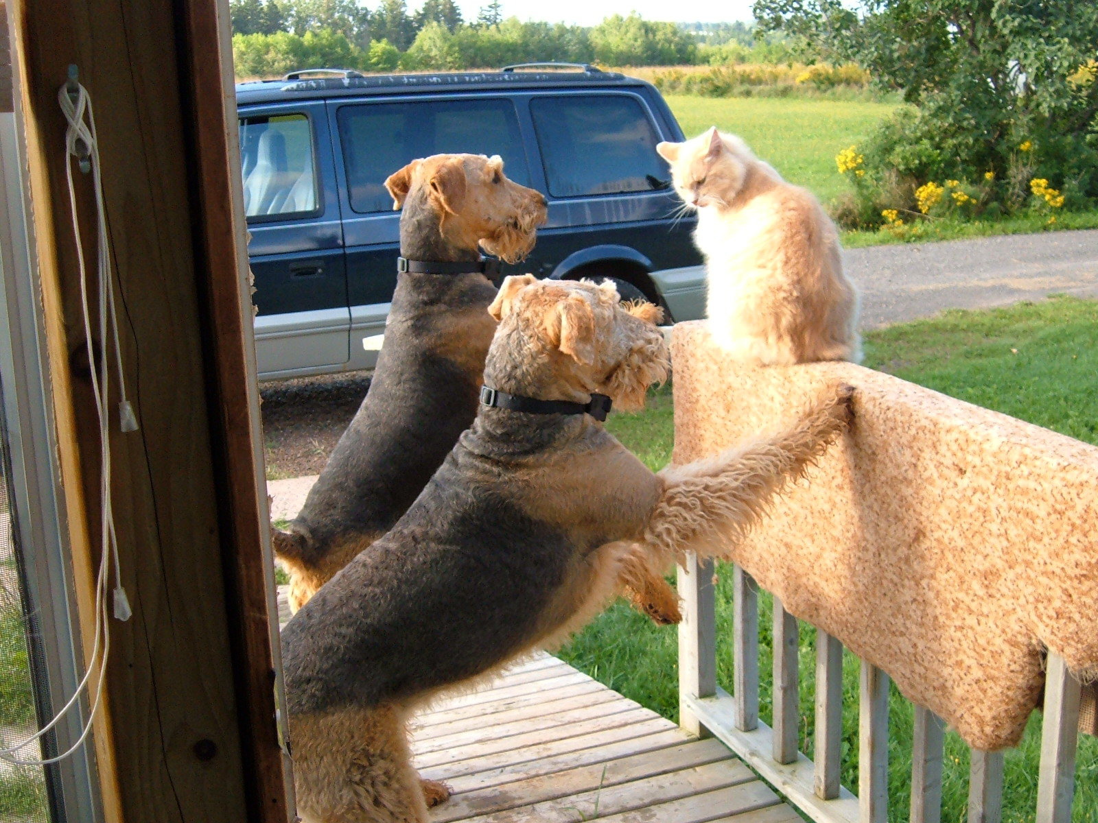 Два эрдельтерьера пристают к коту