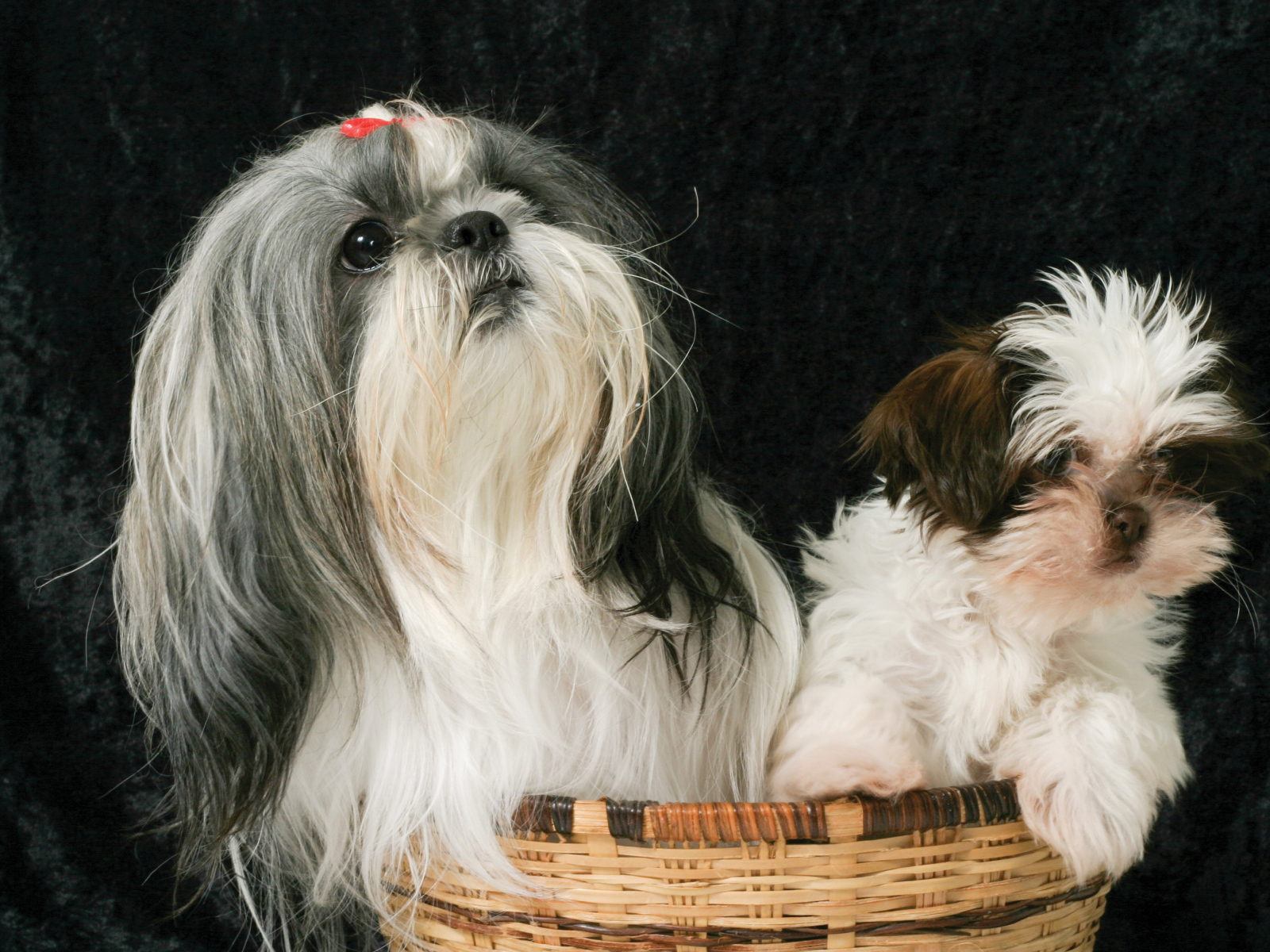 Два шитцу в корзине