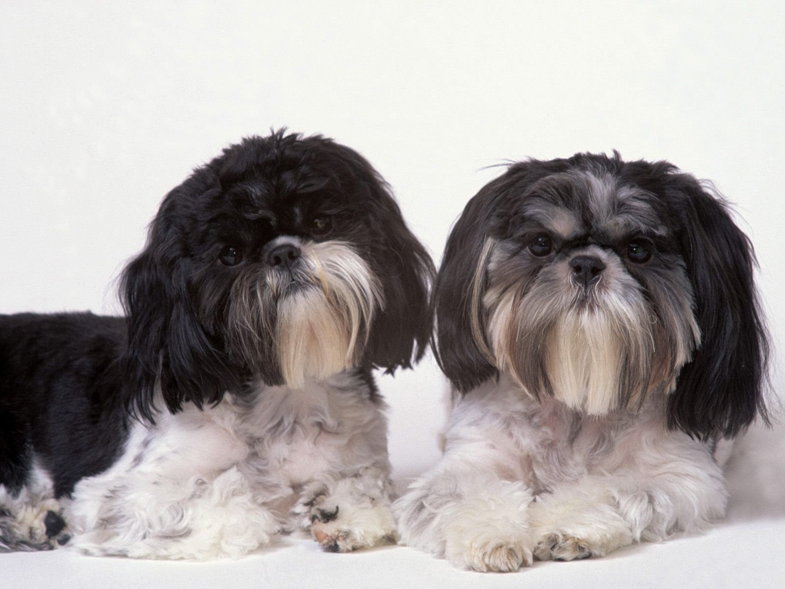 Два подстриженных шитцу