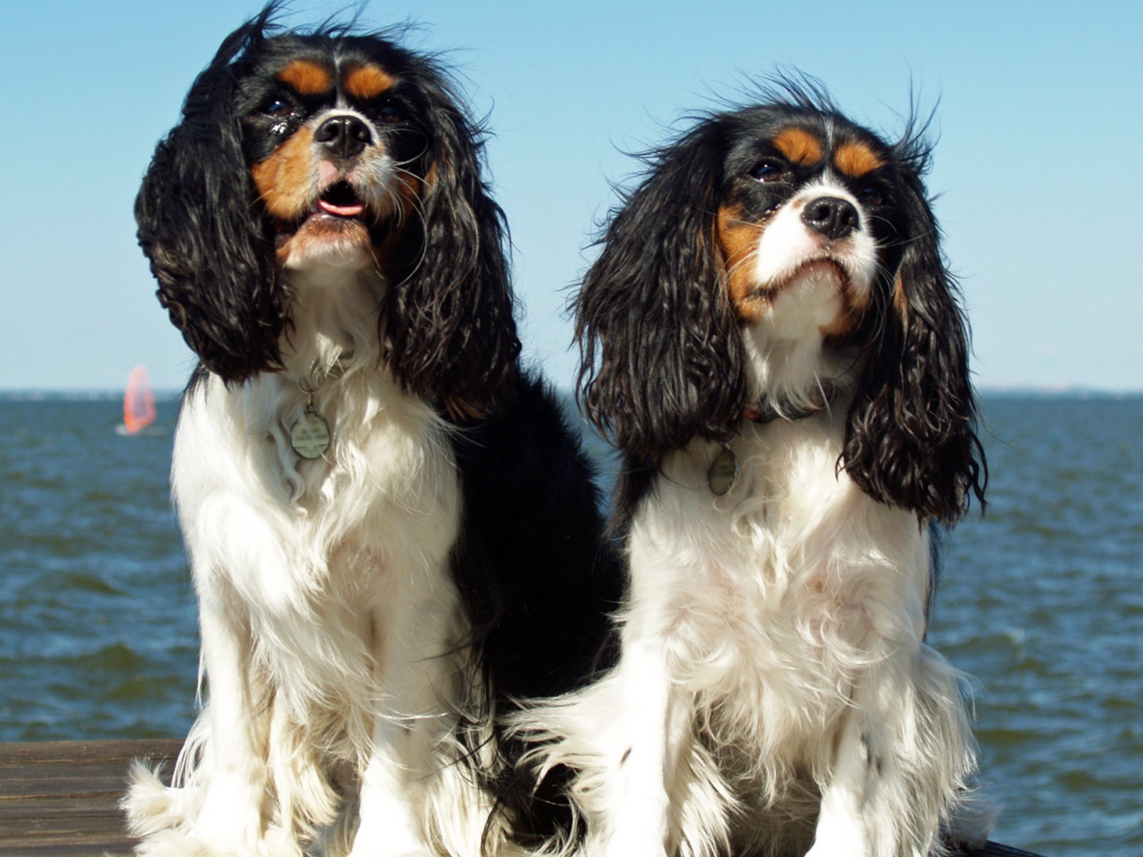Две собаки у моря