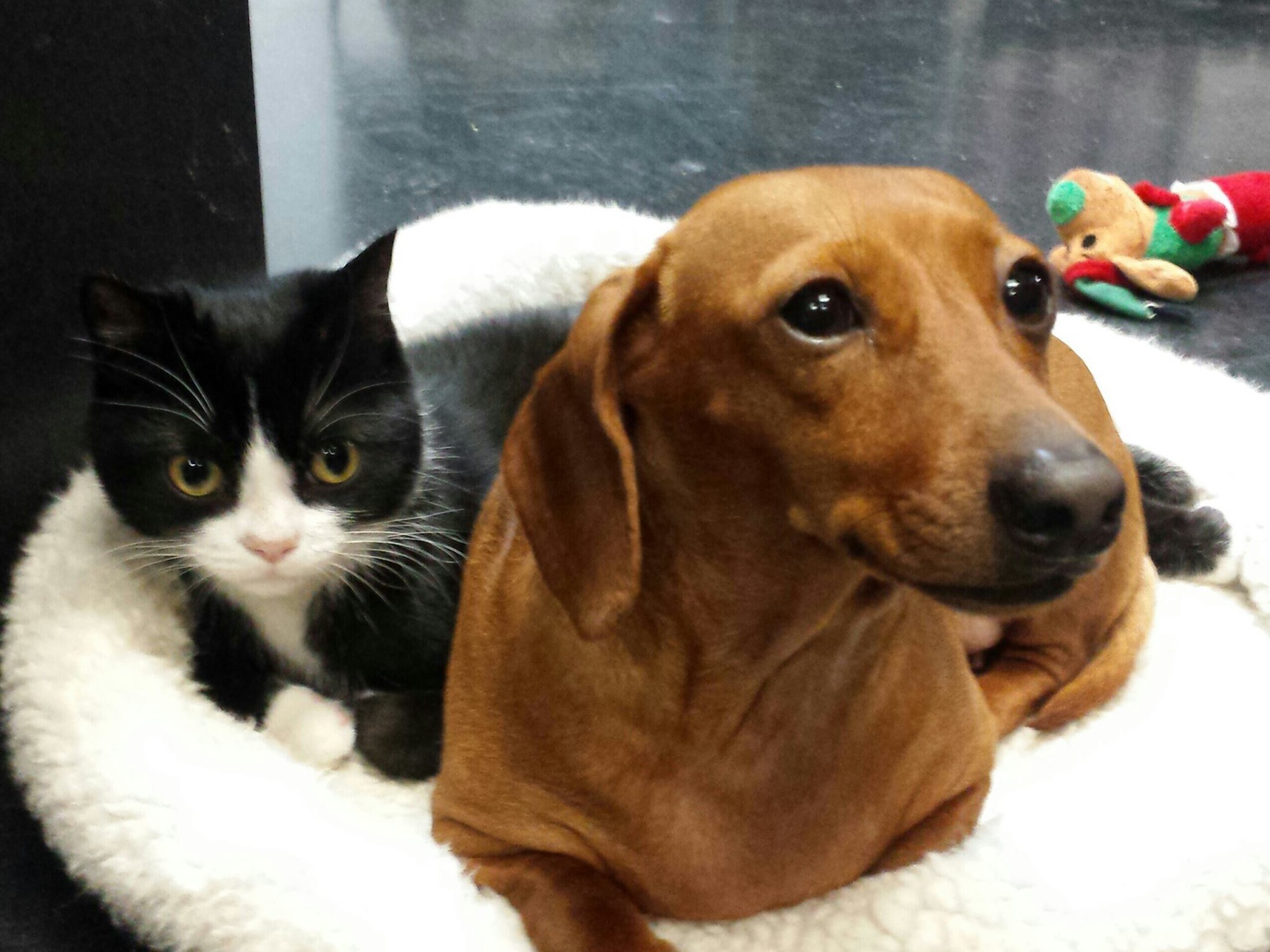 Два друга такса и кот