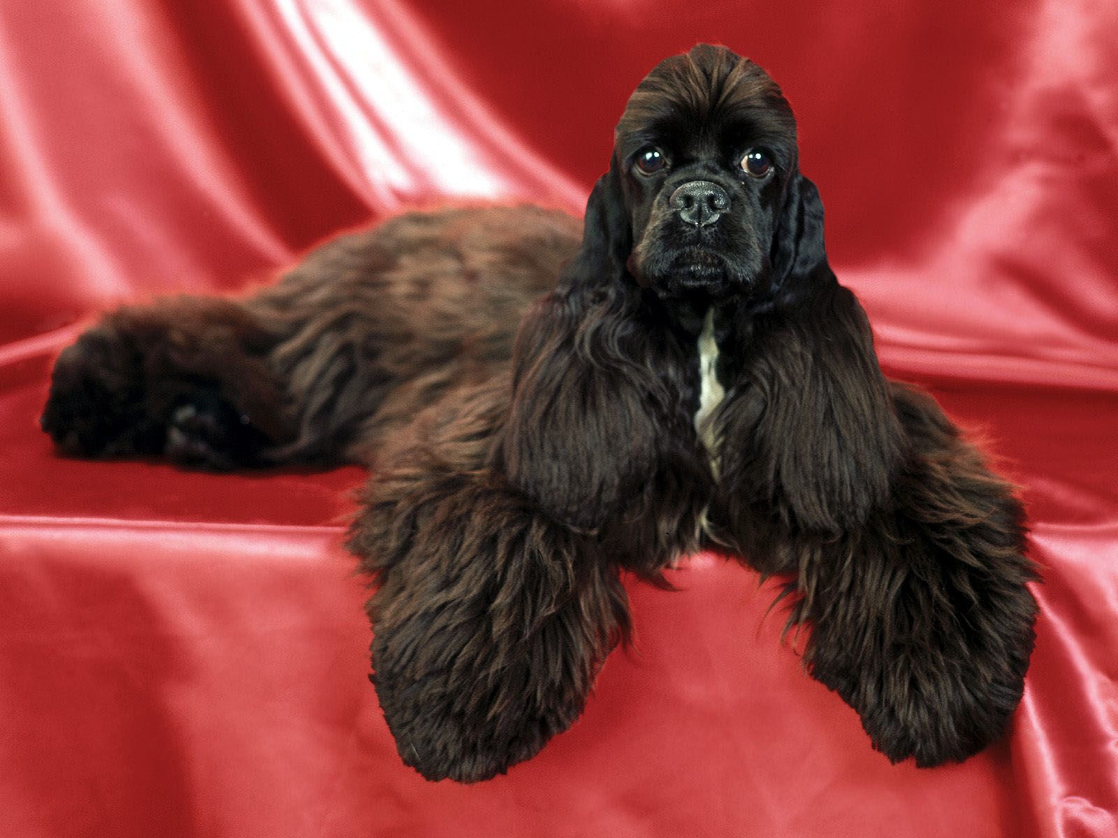 Необычный пес спаниель