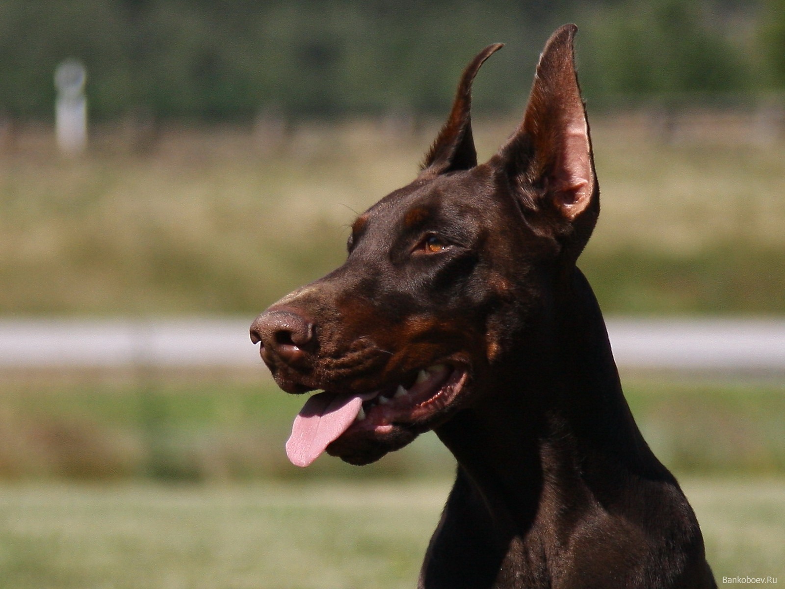 Красивый доберман