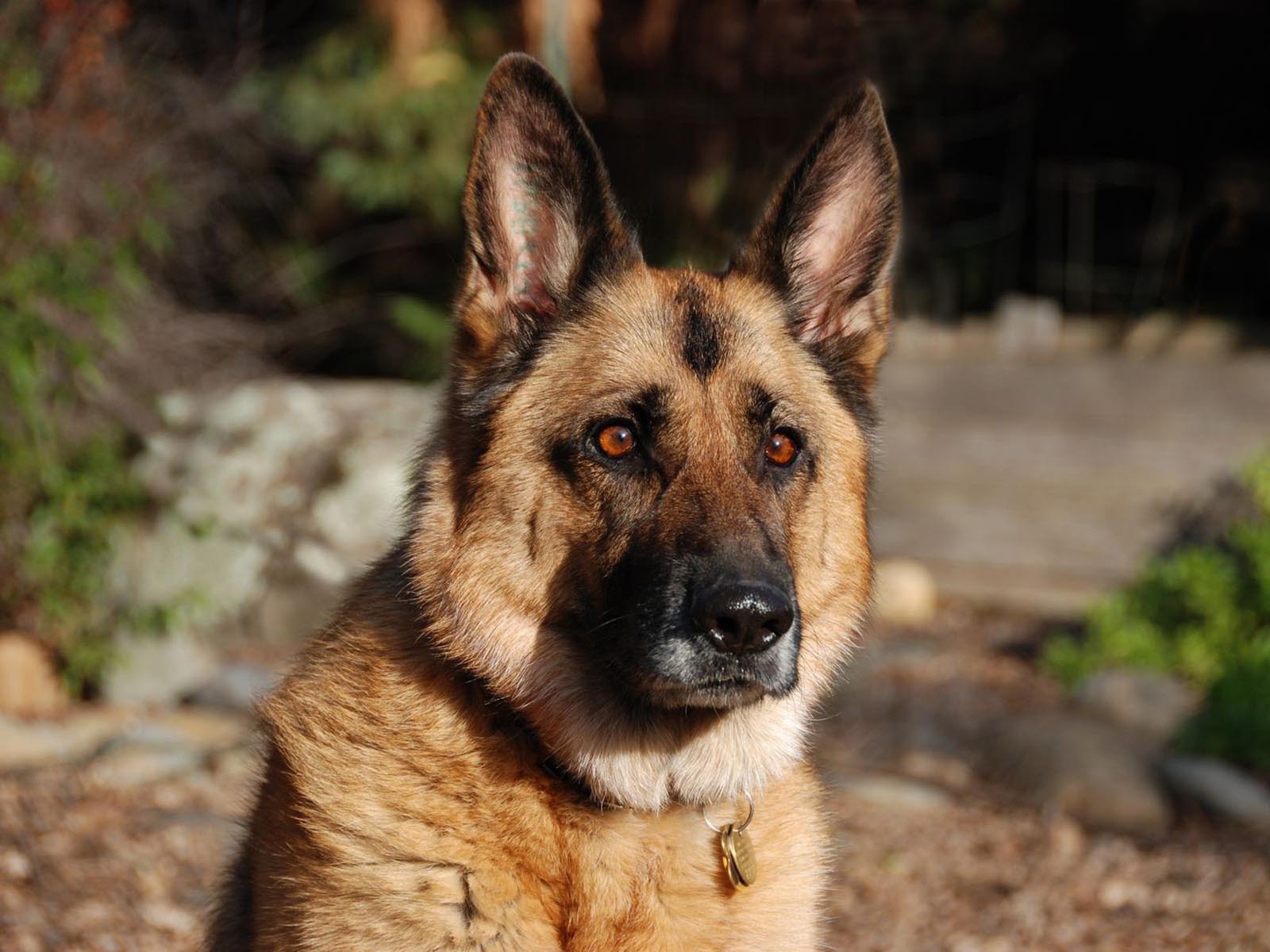 Взгляд немецкой овчарки
