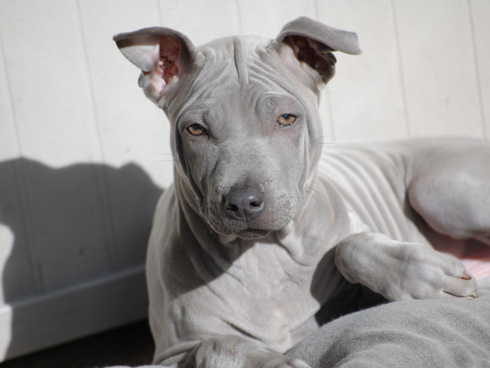 Взгляд тайского риджбека