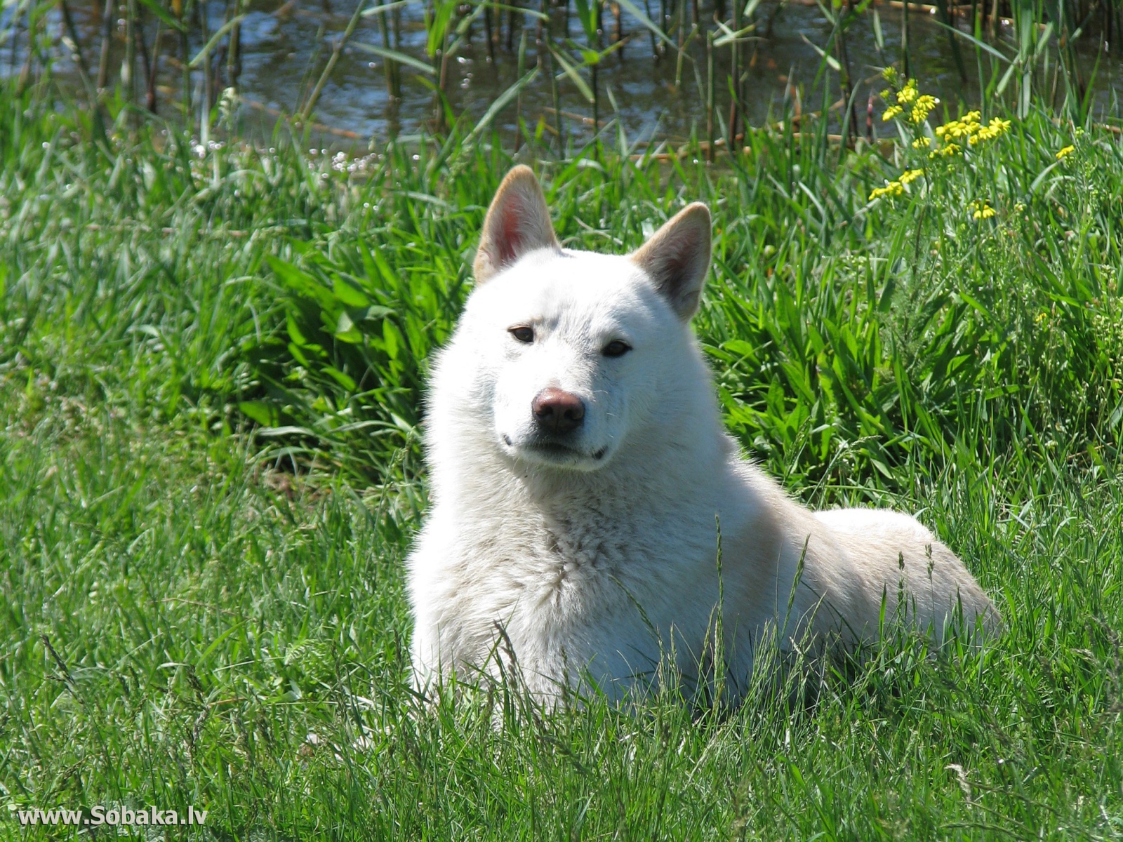 Западно сибирская лайка на траве