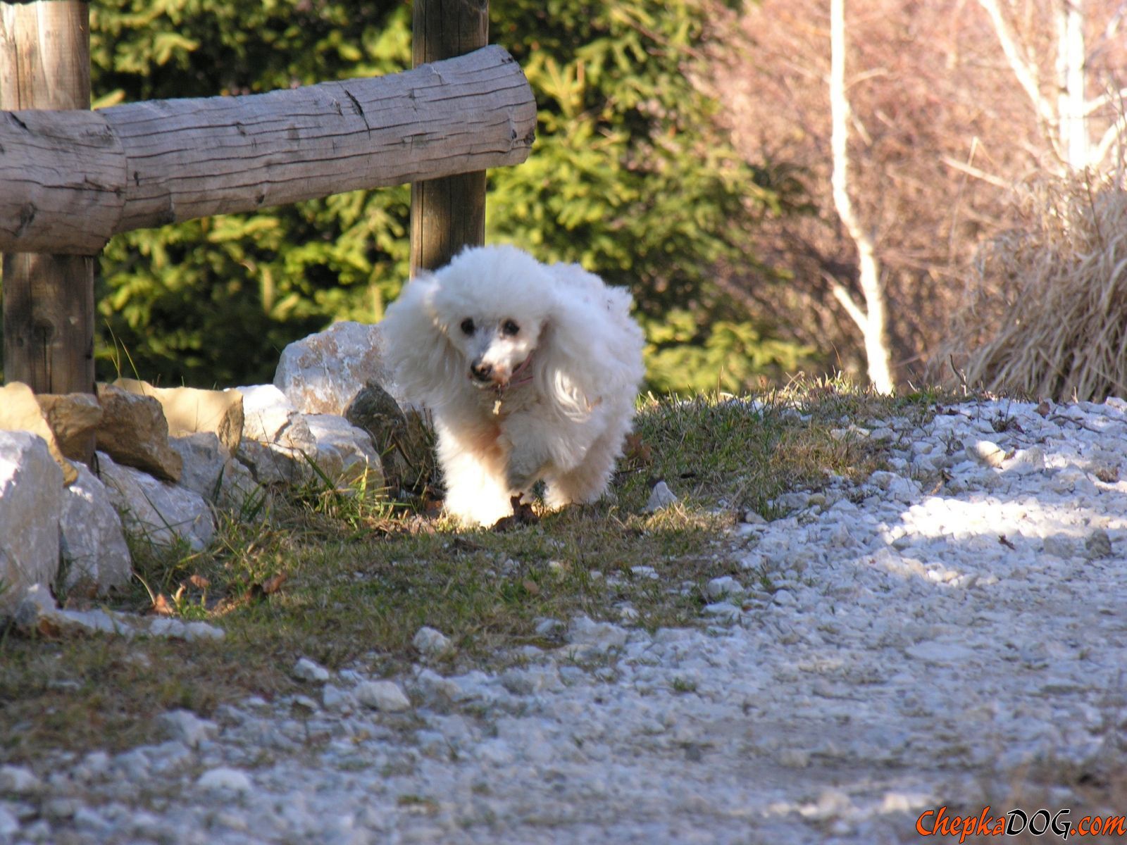 Белый пудель у забора
