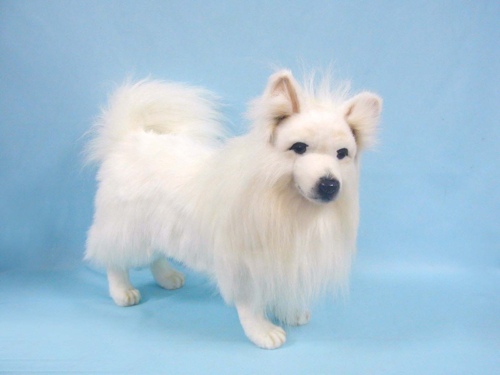 Белый шпиц на голубом фоне