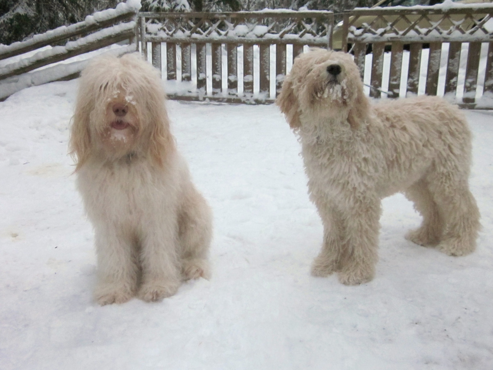 Белые собаки барбет