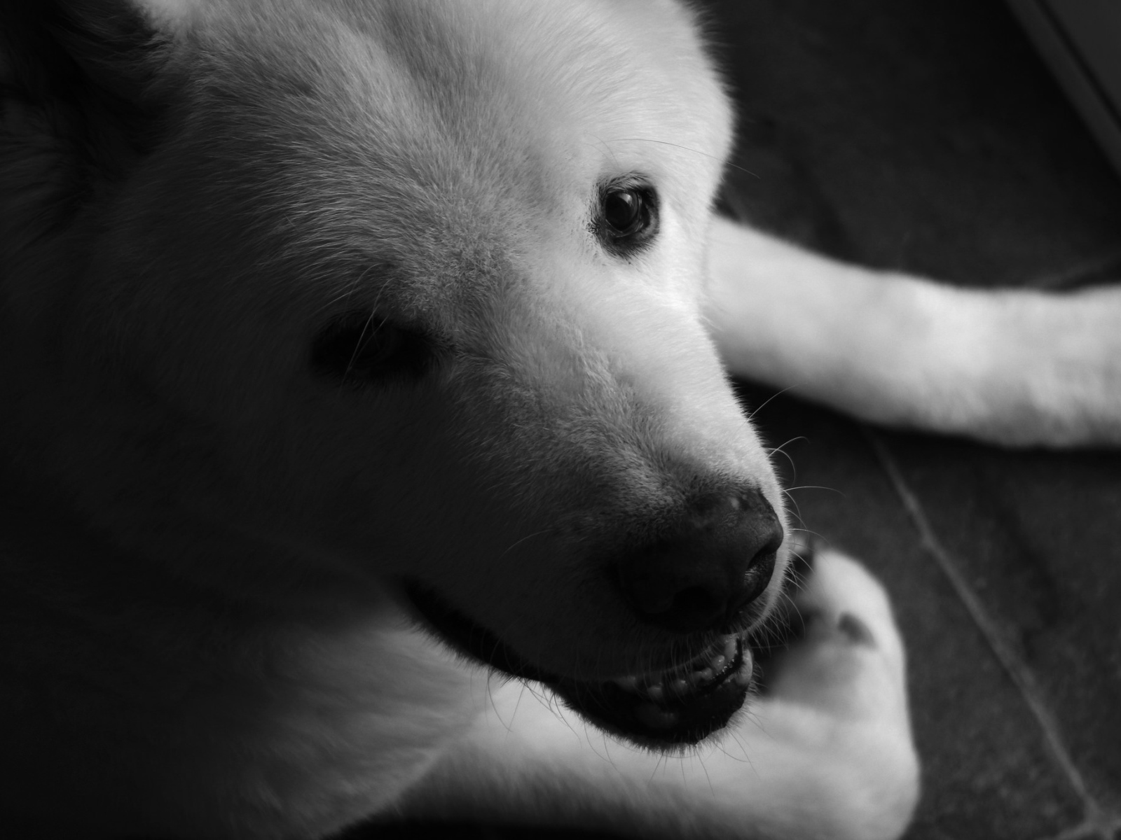 Белый щенок американской акиты