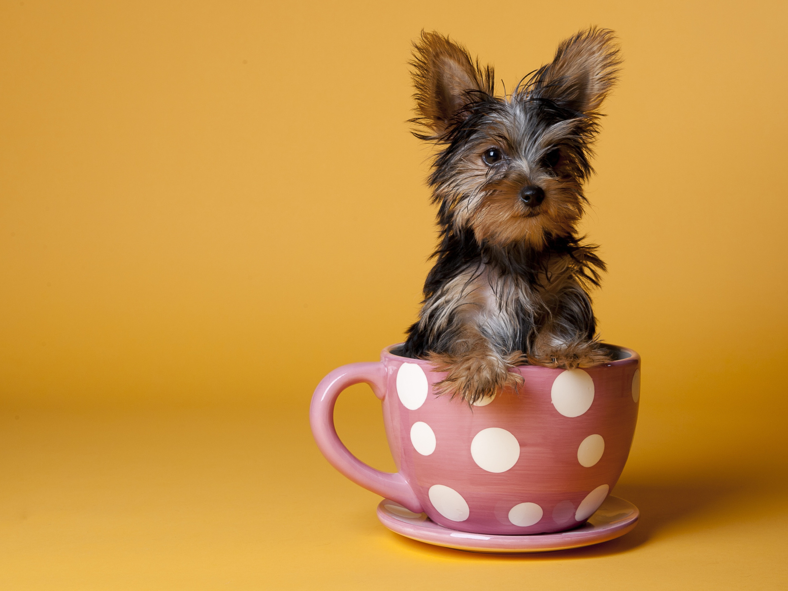 Йоркширский терьер в чашке