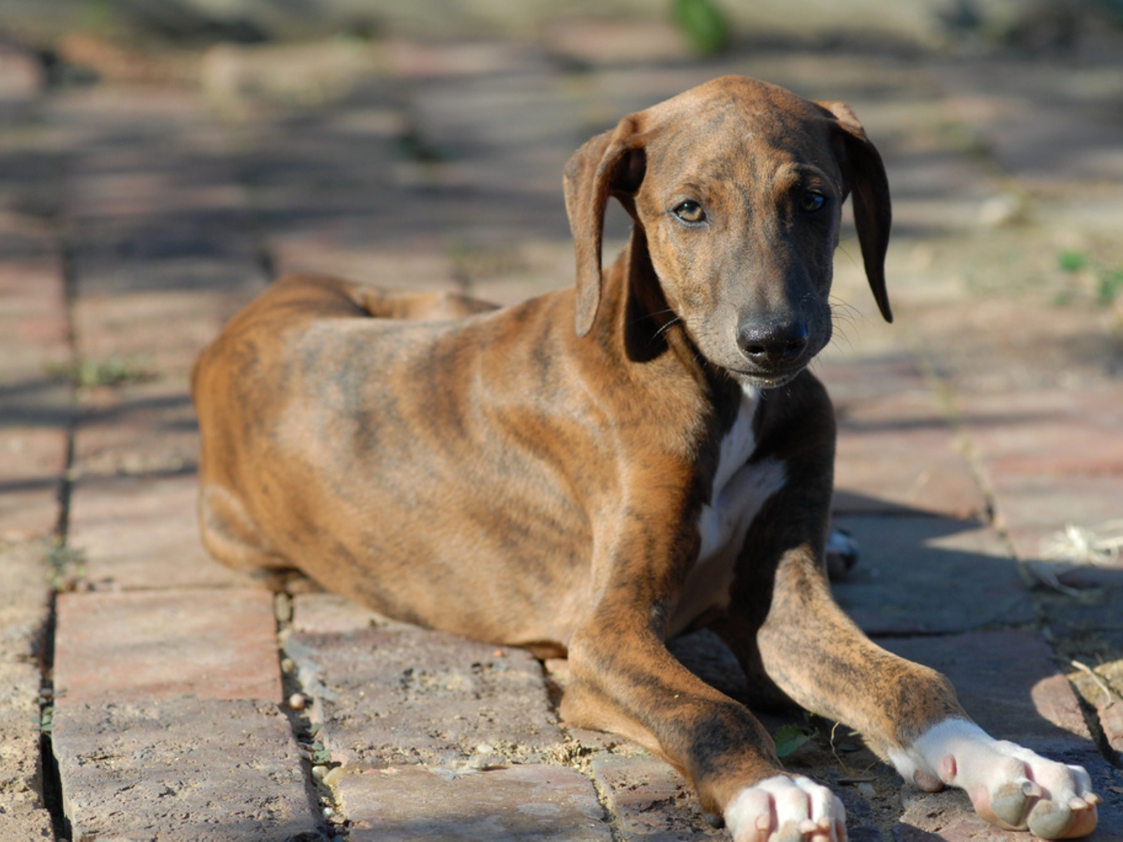 Молодой пес азавак