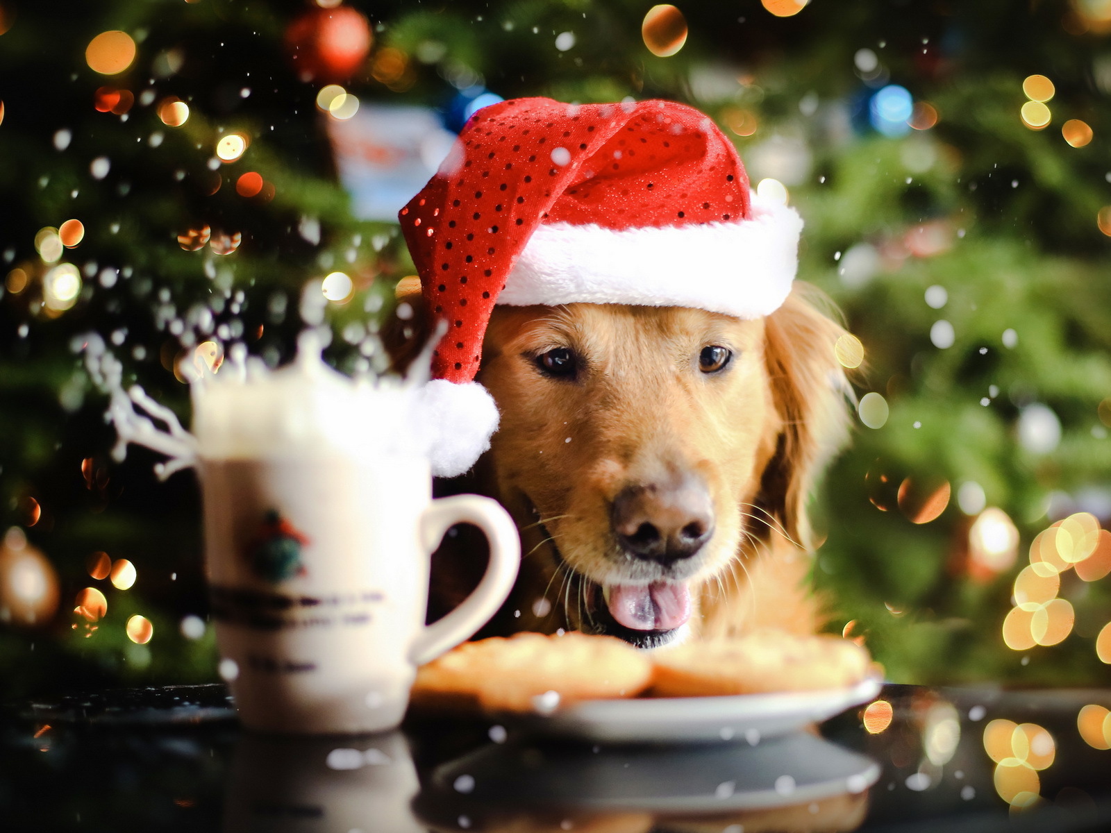 Новогодняя собака