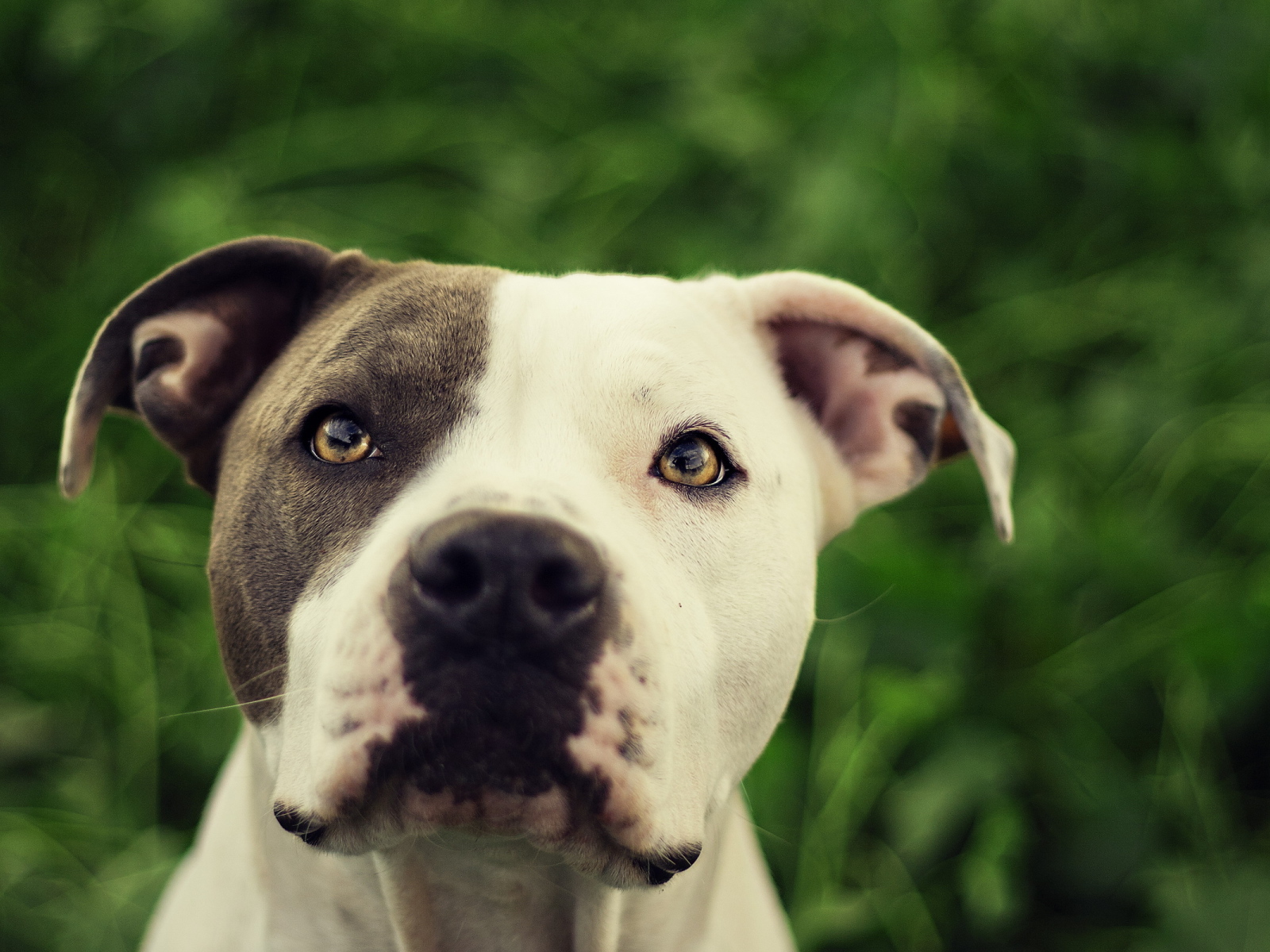 Преданный взгляд друга