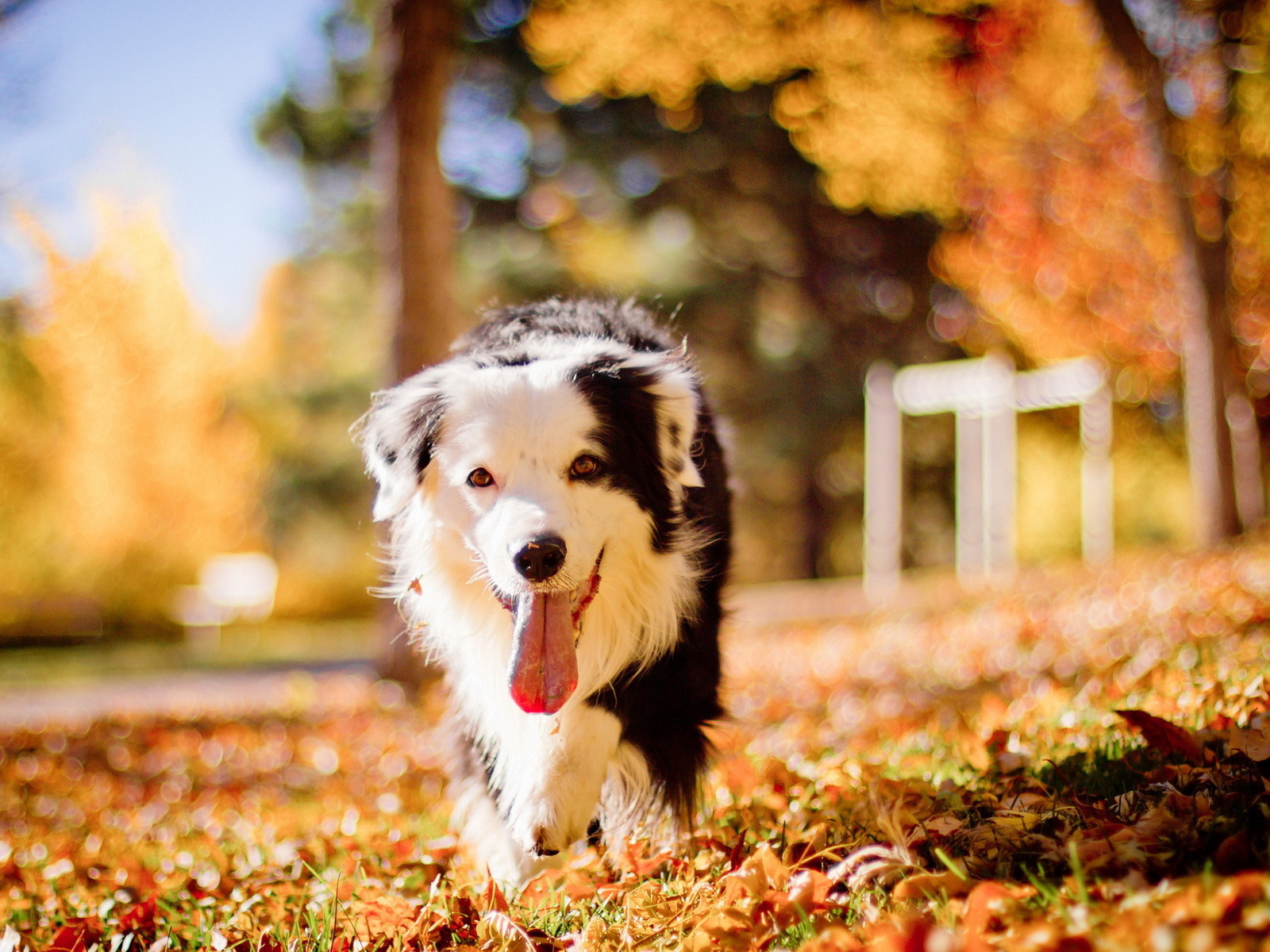 Собака бежит высунув язык