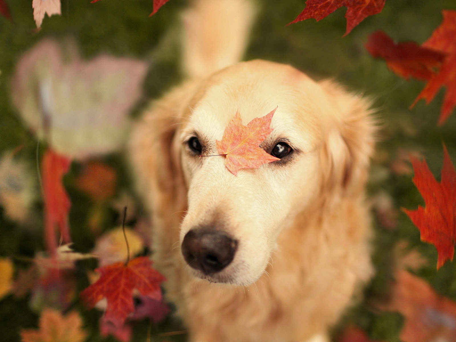 Собака с осенними листьями