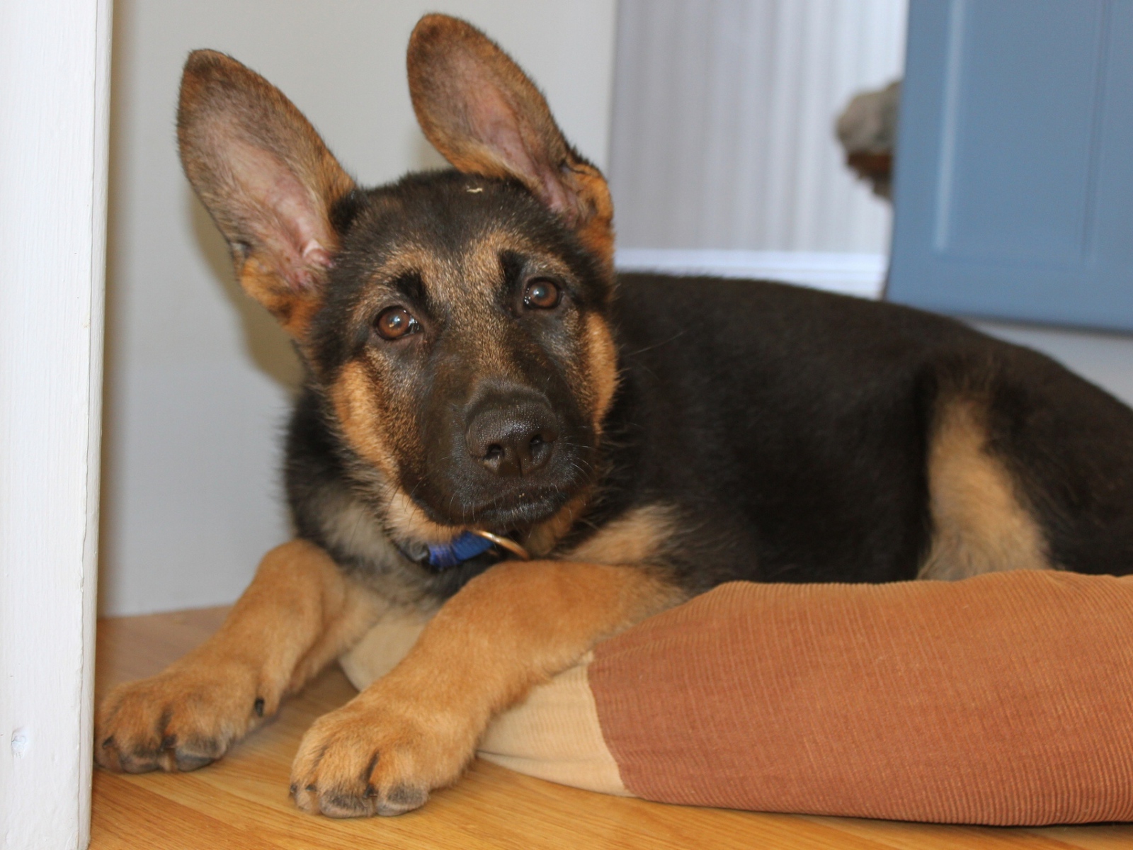 Щенок Немецкой овчарки