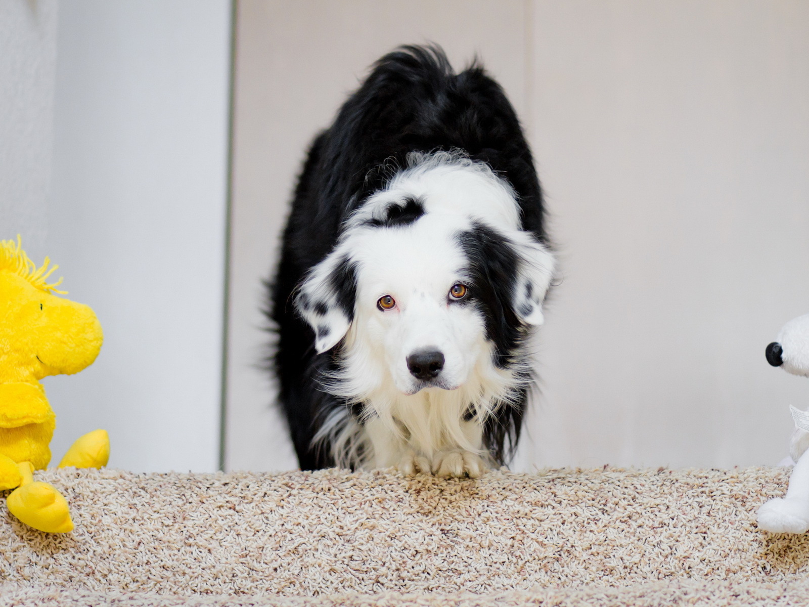 Собака в домике