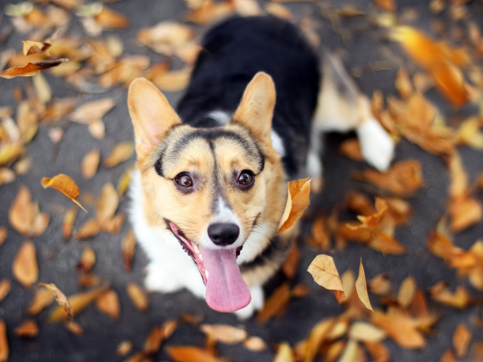Вельш-корги на осенней листве
