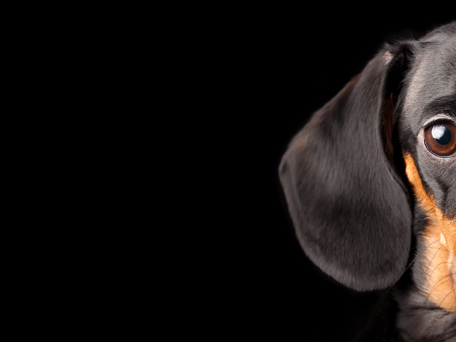 Выразительный взгляд таксы